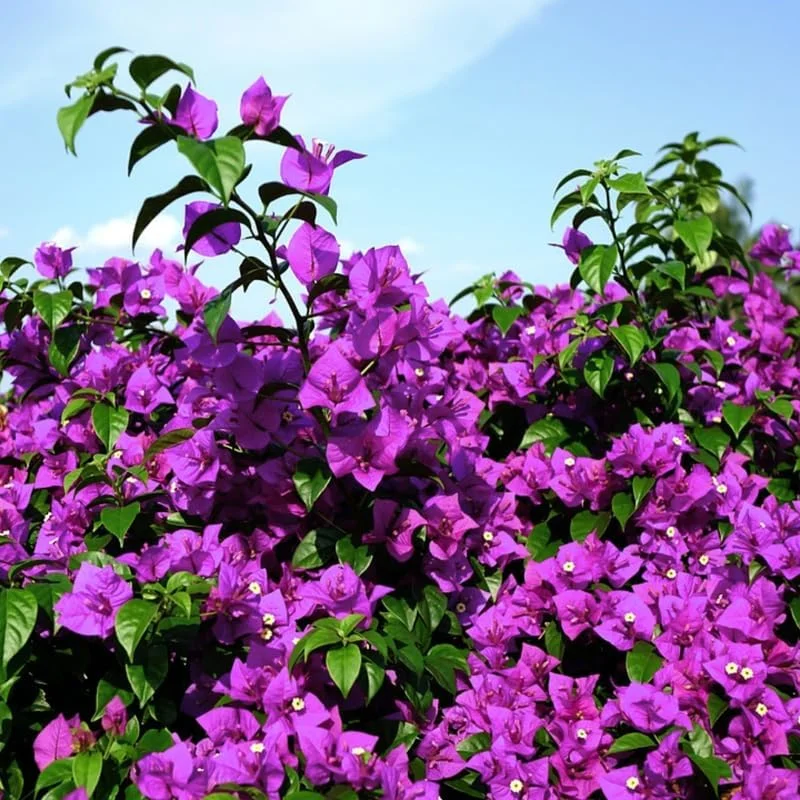3 Bougainvillea Live Plants – Outdoor Vine, 4-7 Inch Tall, Well-Rooted - Image 5