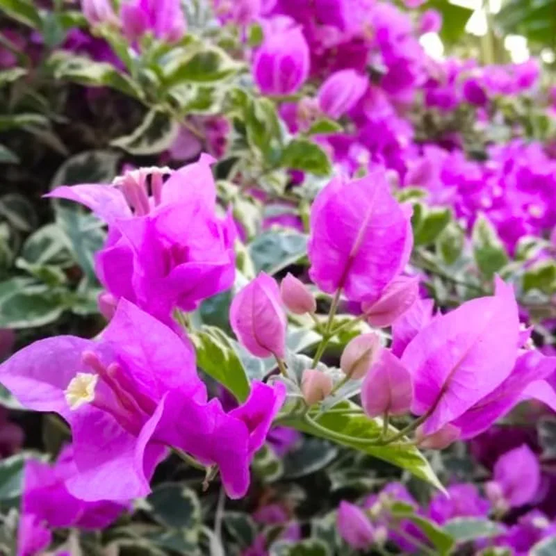 3 Bougainvillea Live Plants – Outdoor Vine, 4-7 Inch Tall, Well-Rooted - Image 6