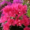 3 Bougainvillea Live Plants – Outdoor Vine, 4-7 Inch Tall, Well-Rooted - Image 1