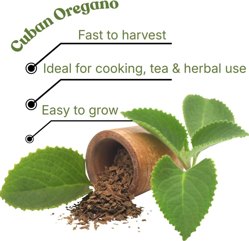 3 Cuban Oregano Live Plants – Mexican Mint Herb – Starter Size 4-6" Tall – Indoor Outdoor - Image 2