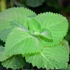 3 Cuban Oregano Live Plants – Mexican Mint Herb – Starter Size 4-6" Tall – Indoor Outdoor - Image 1