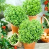 3 Greek Basil Live Plants, 4-7 Inches Tall, Sweet Culinary Herb, Outdoor - Image 1