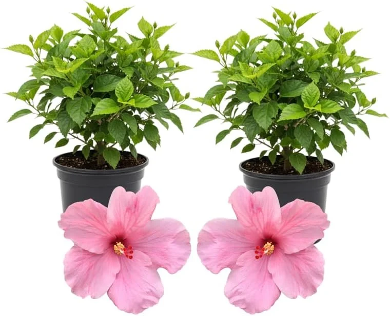3 Hardy Hibiscus Live Plants – Red & Yellow Flowering Shrubs – 4-7'' Tall – Outdoor - Image 2
