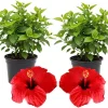 3 Hardy Hibiscus Live Plants – Red & Yellow Flowering Shrubs – 4-7'' Tall – Outdoor - Image 1