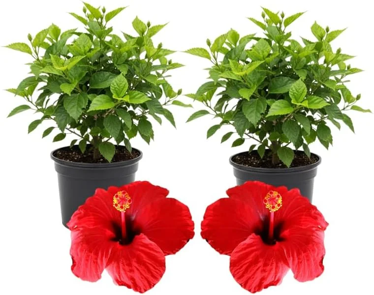3 Hardy Hibiscus Live Plants – Red & Yellow Flowering Shrubs – 4-7'' Tall – Outdoor - Image 1