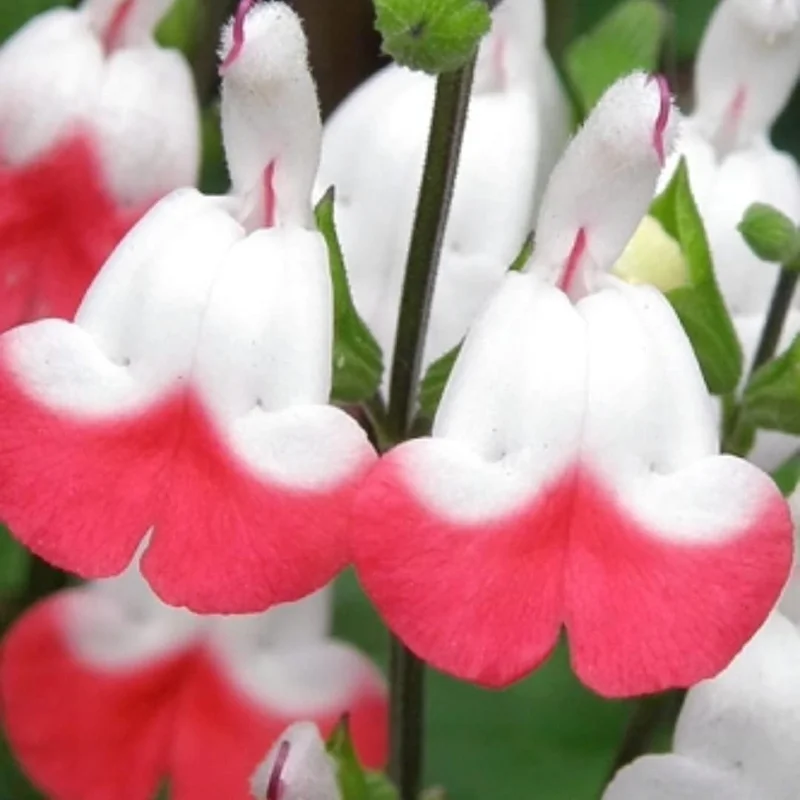 3 Hot Lips Sage Salvia Plants Live, Perennial Bushes with Red Blooms - Image 2