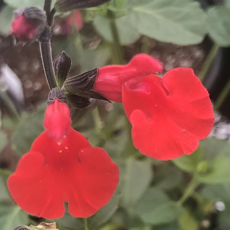 3 Hot Lips Sage Salvia Plants Live, Perennial Bushes with Red Blooms - Image 3