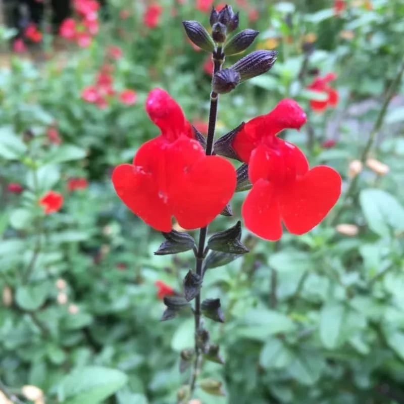 3 Hot Lips Sage Salvia Plants Live, Perennial Bushes with Red Blooms - Image 5