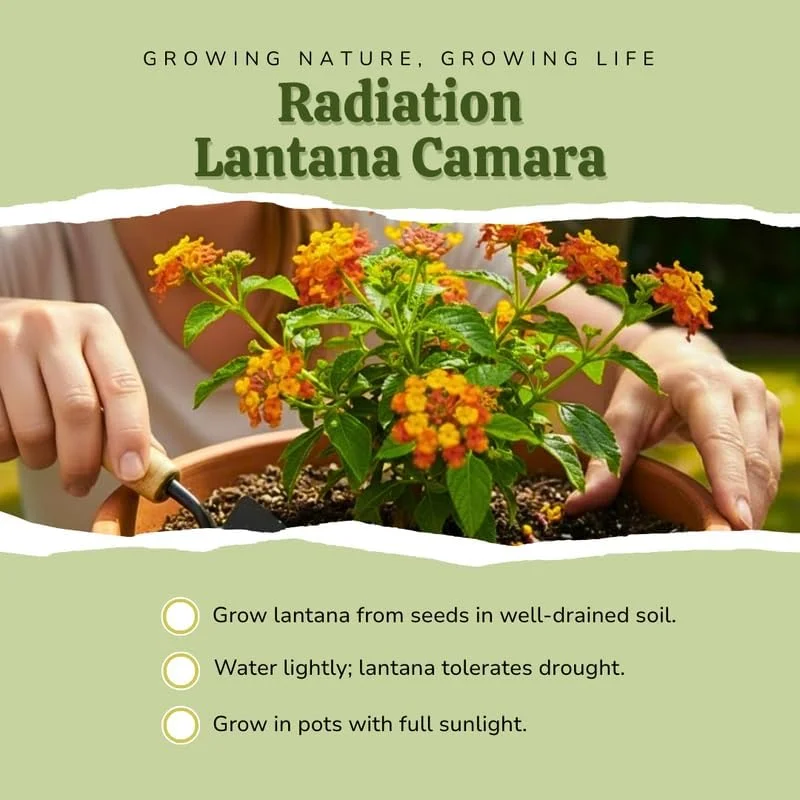 3 Lantana Live Plants, Yellow Orange Flower Perennial, 4-7 Inches Tall - Image 2