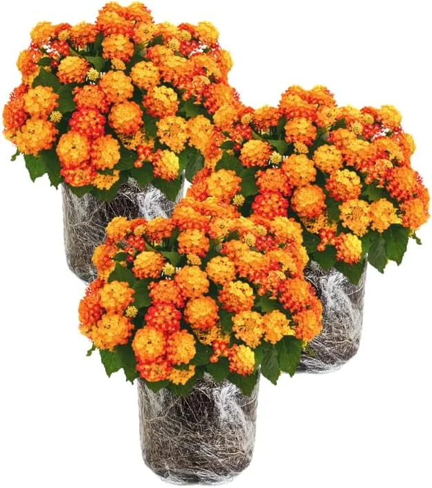 3 Lantana Live Plants, Yellow Orange Flower Perennial, 4-7 Inches Tall - Image 1