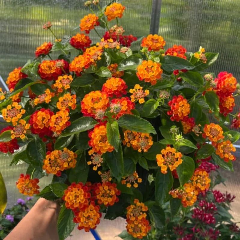 3 Lantana Live Plants, Yellow Red Flower, Perennial Garden, 4-7 Inches Tall - Image 2