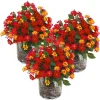 3 Lantana Live Plants, Yellow Red Flower, Perennial Garden, 4-7 Inches Tall - Image 1