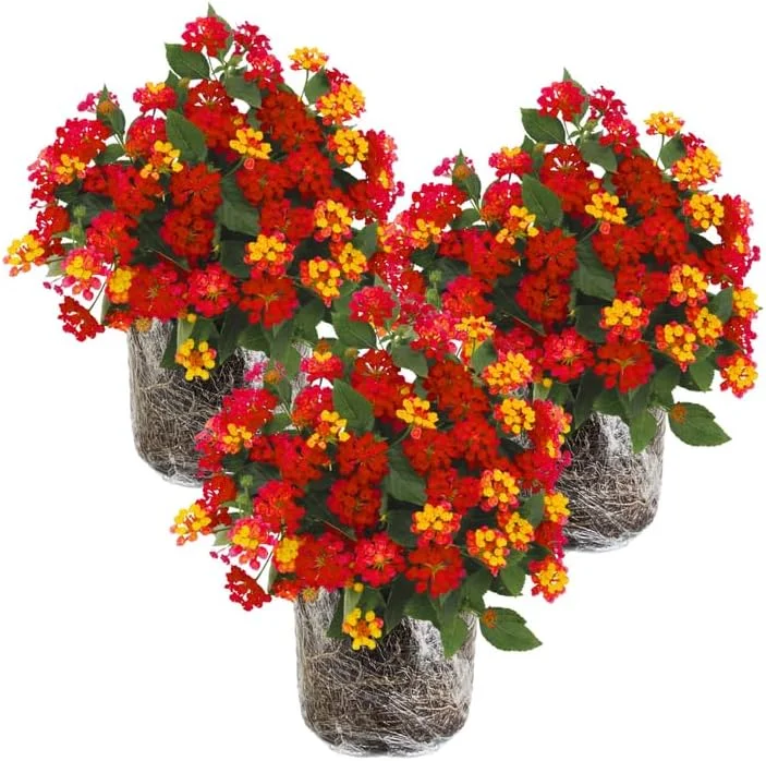 3 Lantana Live Plants, Yellow Red Flower, Perennial Garden, 4-7 Inches Tall - Image 1