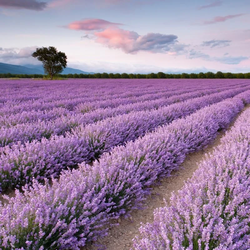 3 Lavender Live Plants, Hardy Fragrant Herb Plant, 4-6 Inches Tall, Outdoor - Image 2