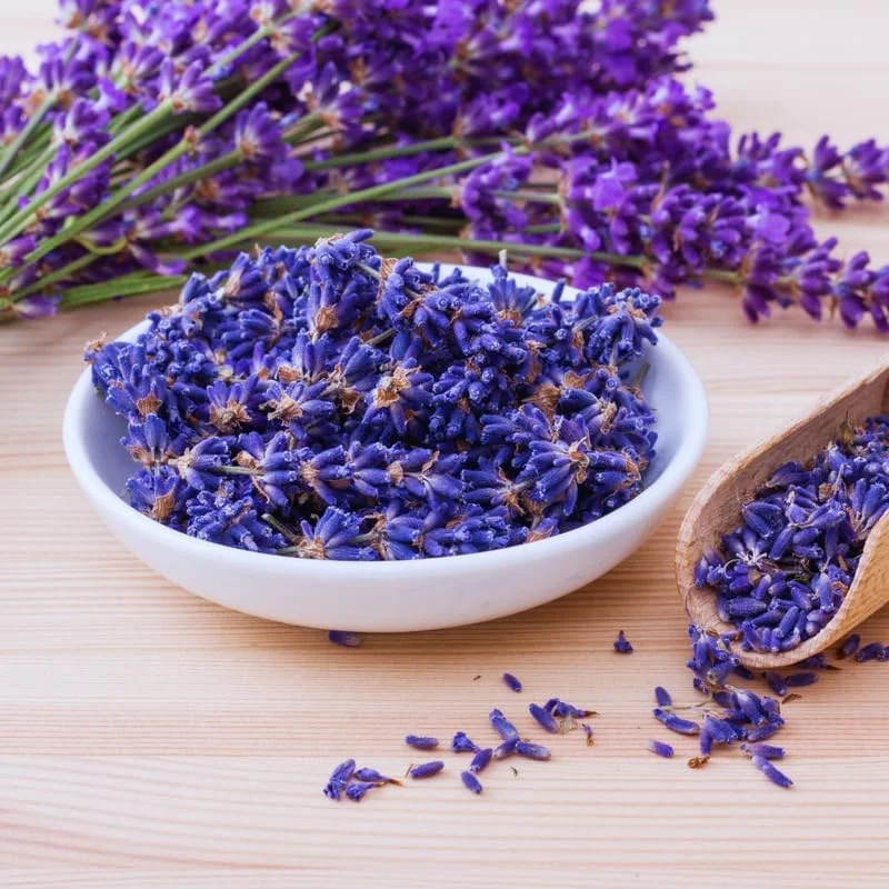 3 Lavender Live Plants, Hardy Fragrant Herb Plant, 4-6 Inches Tall, Outdoor - Image 3