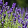 3 Lavender Live Plants, Hardy Fragrant Herb Plant, 4-6 Inches Tall, Outdoor - Image 1