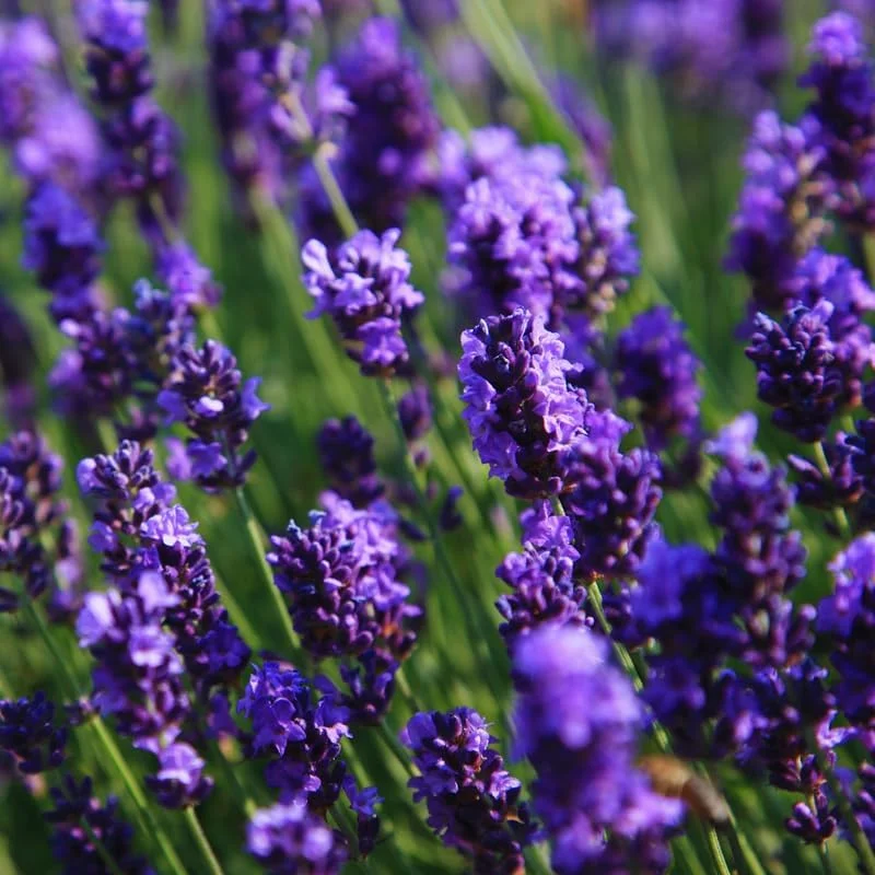 3 Lavender Live Plants, Hardy Fragrant Herb Plant, 4-6 Inches Tall, Outdoor - Image 5