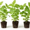 3 Lemon Balm Live Plants, 3-6" Tall, Fragrant Herb for Garden, Outdoor - Image 1