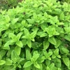 3 Lemon Balm Live Plants, 4-5 Inch Tall Herb Plant, Outdoor Garden Ready - Image 1