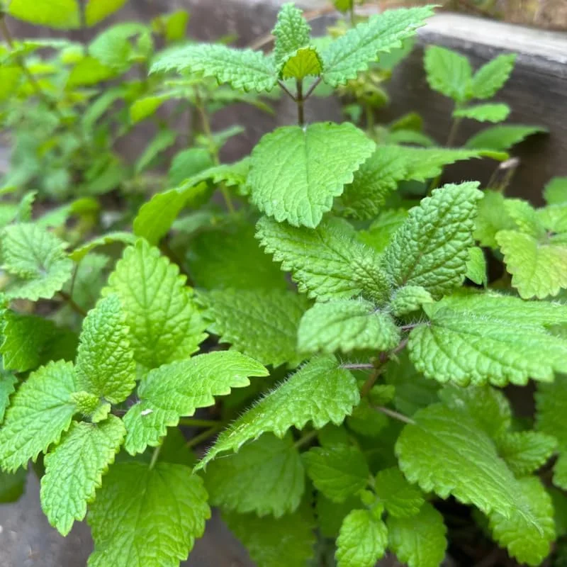 3 Lemon Balm Live Plants, 4-5 Inch Tall Herb Plant, Outdoor Garden Ready - Image 2