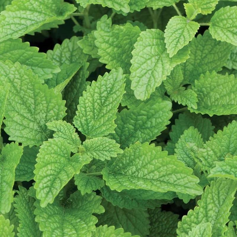 3 Lemon Balm Live Plants, 4-5 Inch Tall Herb Plant, Outdoor Garden Ready - Image 3