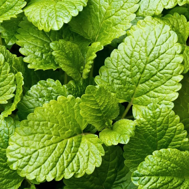 3 Lemon Balm Live Plants, 4-5 Inch Tall Herb Plant, Outdoor Garden Ready - Image 4