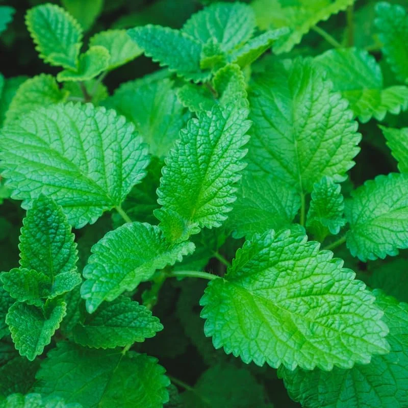 3 Lemon Balm Live Plants, 4-5 Inch Tall Herb Plant, Outdoor Garden Ready - Image 5