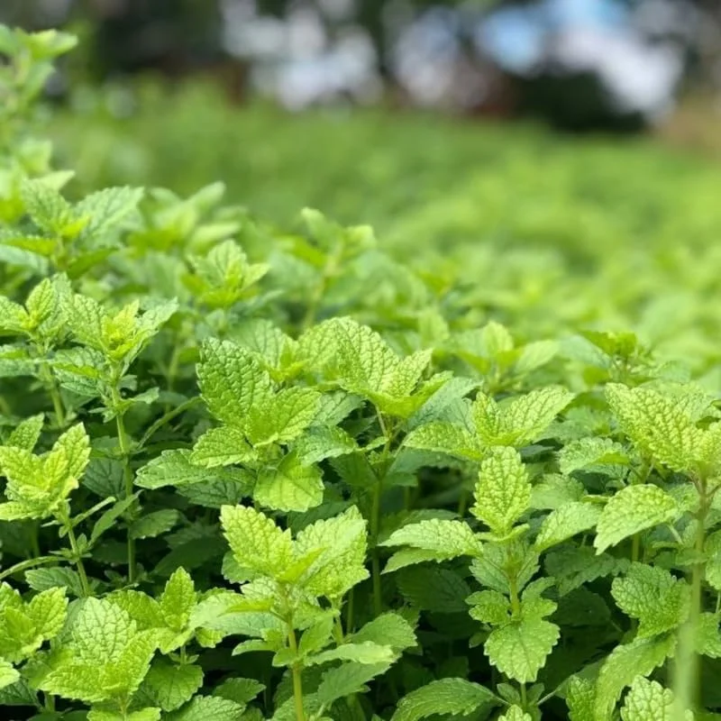 3 Lemon Balm Live Plants, 4-5 Inch Tall Herb Plant, Outdoor Garden Ready - Image 6