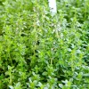 3 Lemon Thyme Live Plants, 3-6 Inch, Fragrant Culinary Herb for Indoor/Outdoor Gardening - Image 1