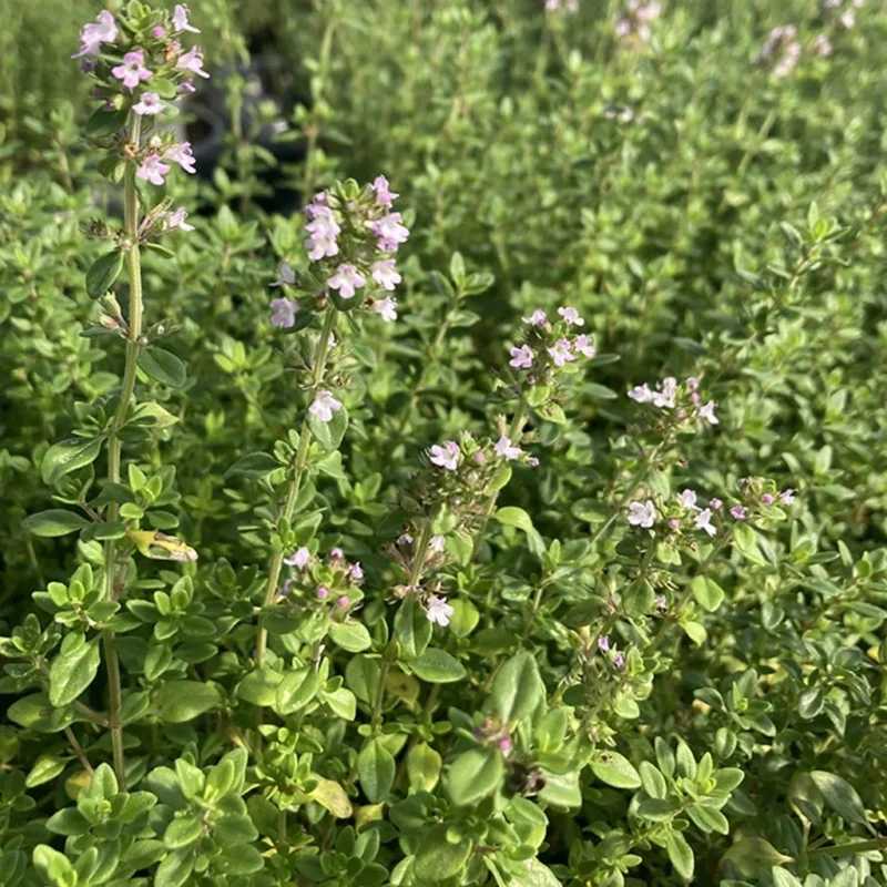 3 Lemon Thyme Live Plants, 3-6 Inch, Fragrant Culinary Herb for Indoor/Outdoor Gardening - Image 3