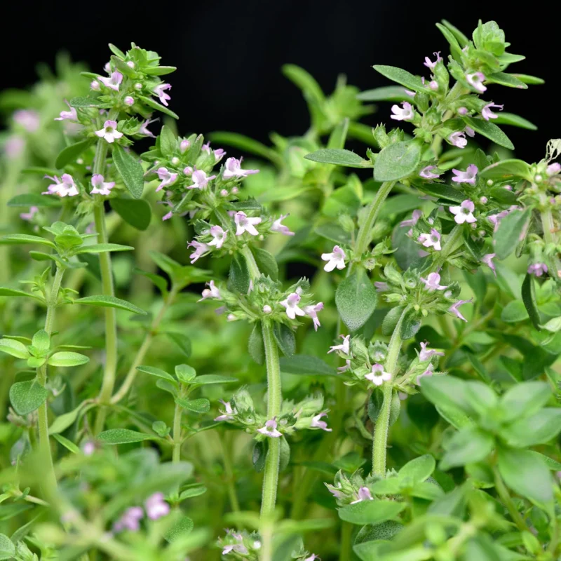 3 Lemon Thyme Live Plants, 3-6 Inch, Fragrant Culinary Herb for Indoor/Outdoor Gardening - Image 4