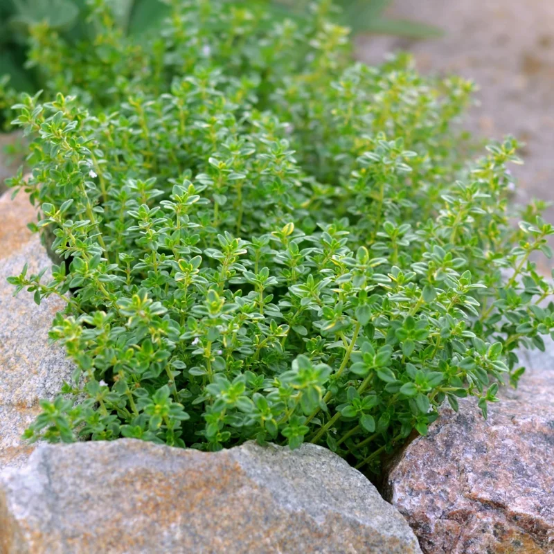 3 Lemon Thyme Live Plants, 3-6 Inch, Fragrant Culinary Herb for Indoor/Outdoor Gardening - Image 5