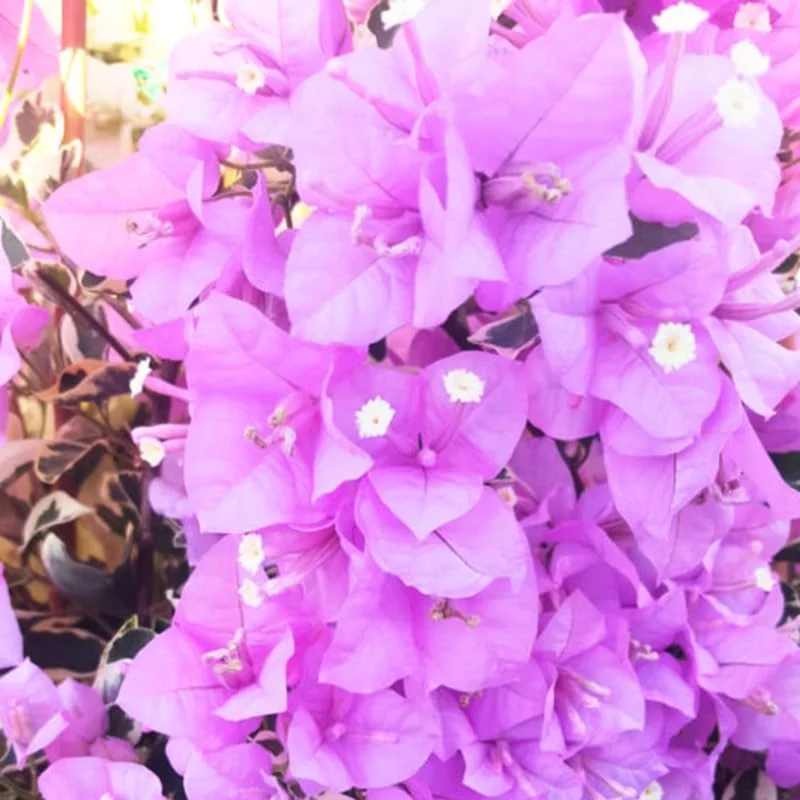 3 Mixed Bougainvillea Plants Live - 4-8” Tall Well-Rooted Tropical Vine - Image 1