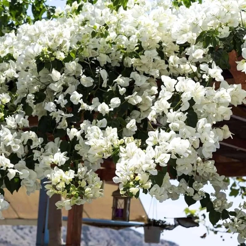3 Mixed Bougainvillea Plants Live - 4-8” Tall Well-Rooted Tropical Vine - Image 3