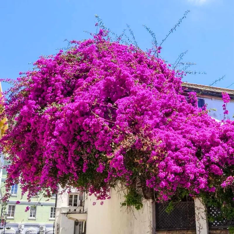 3 Mixed Bougainvillea Plants Live - 4-8” Tall Well-Rooted Tropical Vine - Image 5