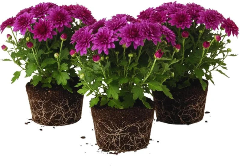 3 Mixed Chrysanthemum Plants Live – Hardy Mums, 5-7 Inch Tall, Perennial Outdoor Flowers - Image 2