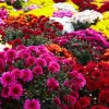 3 Mixed Chrysanthemum Plants Live – Hardy Mums, 5-7 Inch Tall, Perennial Outdoor Flowers - Image 1