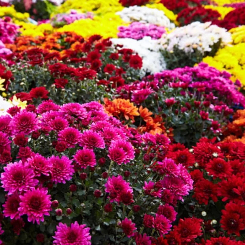3 Mixed Chrysanthemum Plants Live – Hardy Mums, 5-7 Inch Tall, Perennial Outdoor Flowers - Image 1