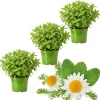 3 Mixed Mint Plants Live – Fast Growing Fragrant Culinary Herb – Indoor/Outdoor Gardening – Zones 3-11 - Image 1