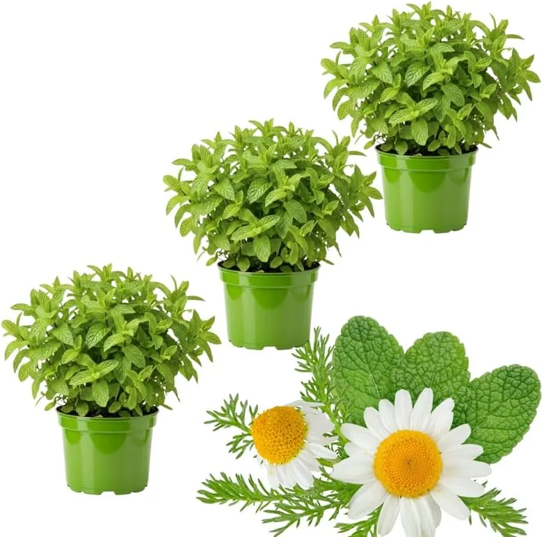 3 Mixed Mint Plants Live – Fast Growing Fragrant Culinary Herb – Indoor/Outdoor Gardening – Zones 3-11 - Image 1