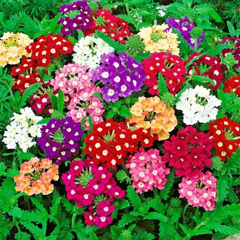 3 Mixed Verbena Live Plants, Hardy Perennial Flower, 4-8 Inches Tall, Outdoor - Image 2
