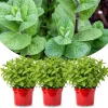 3 Mojito Mint Plants Live – Fast Growing Culinary Herb for Indoor/Outdoor Gardening, Zones 3-11 - Image 1