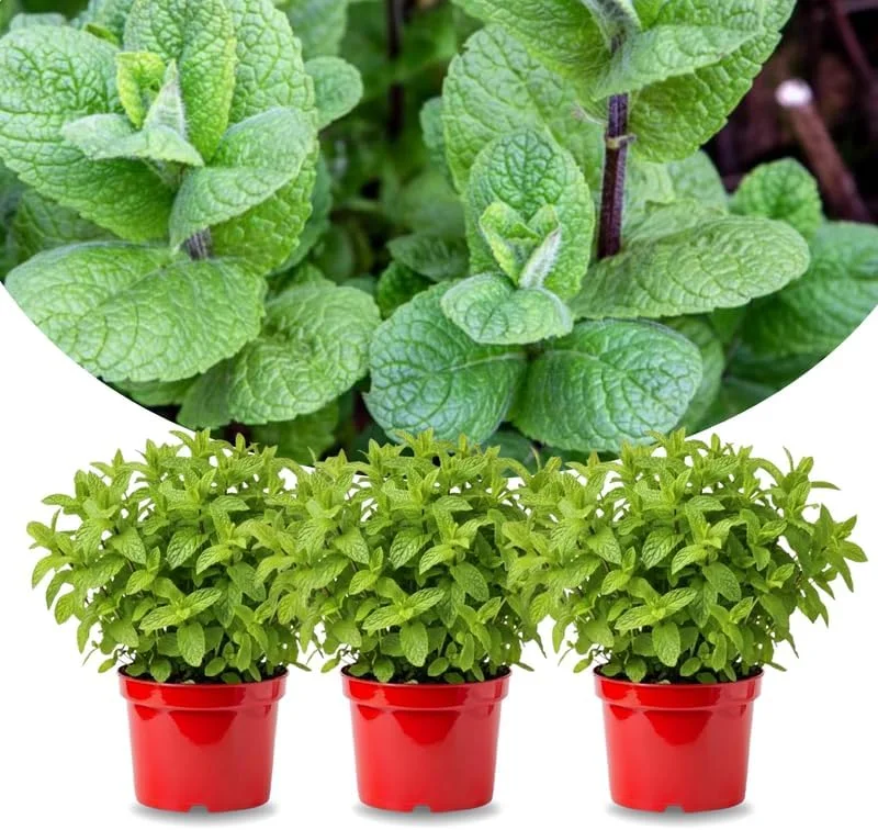 3 Mojito Mint Plants Live – Fast Growing Culinary Herb for Indoor/Outdoor Gardening, Zones 3-11 - Image 1