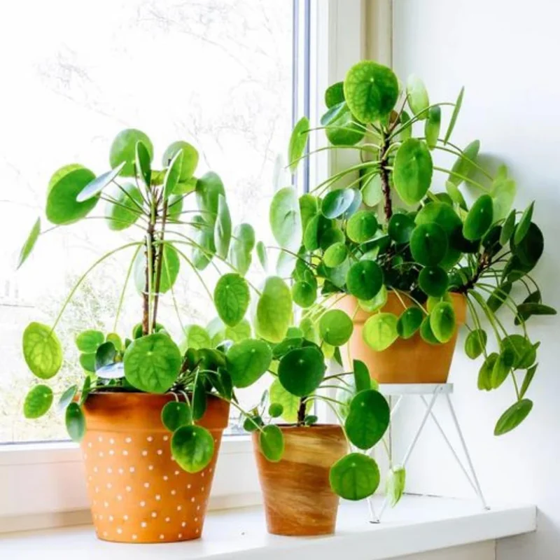3 Money Tree Live Plants, Pilea Peperomioides, 5-7 Inches Tall, Indoor Outdoor - Image 3