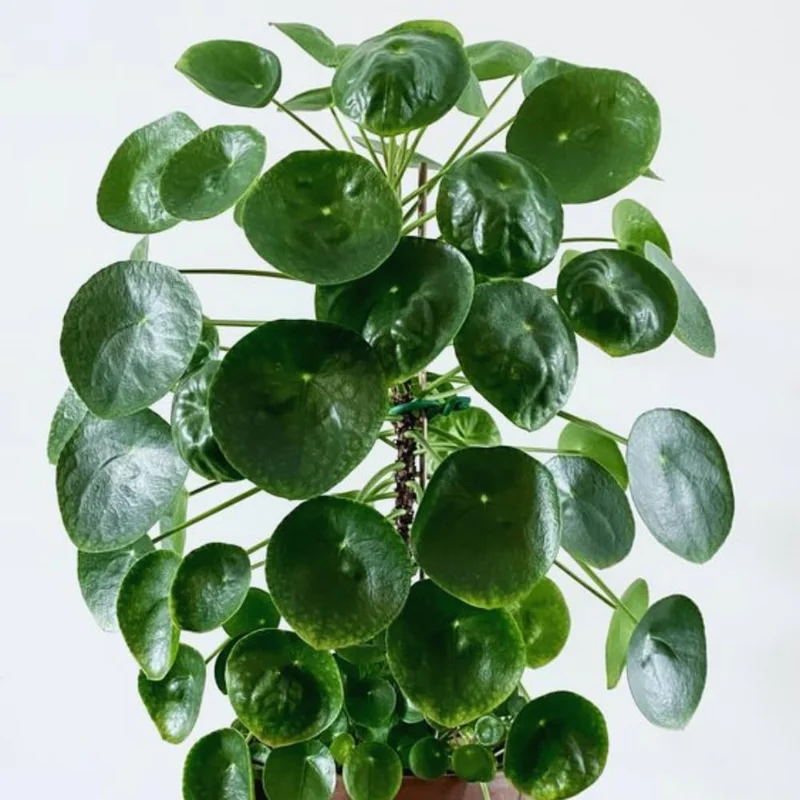 3 Money Tree Live Plants, Pilea Peperomioides, 5-7 Inches Tall, Indoor Outdoor - Image 4