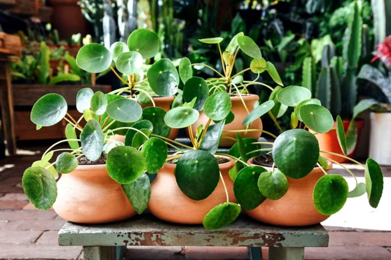 3 Money Tree Live Plants, Pilea Peperomioides, 5-7 Inches Tall, Indoor Outdoor - Image 6