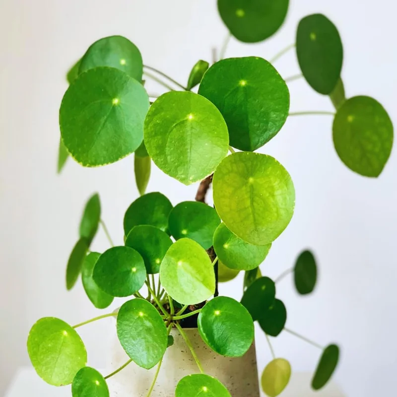 3 Money Tree Live Plants, Pilea Peperomioides, 5-7 Inches Tall, Indoor Outdoor - Image 1