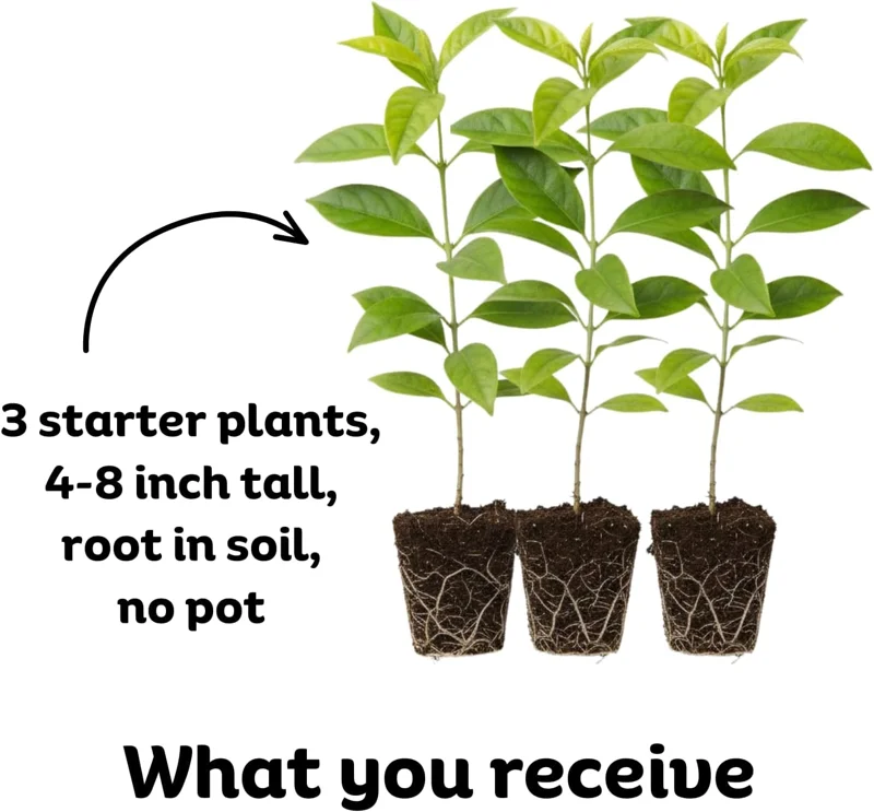 3 Night Blooming Jasmine Live Plants 4-8" Tall - Fragrant Starter Plants - Image 2