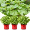 3 Peppermint Live Plants – Fast Growing Culinary Mint Herb – Indoor/Outdoor - Image 1
