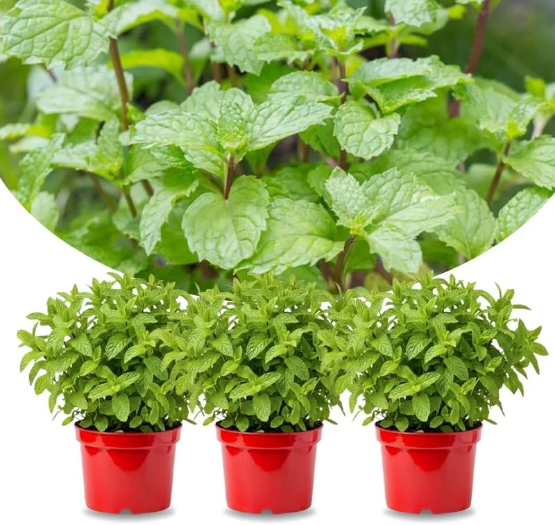 3 Peppermint Live Plants – Fast Growing Culinary Mint Herb – Indoor/Outdoor - Image 1